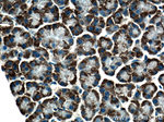 DDOST Antibody in Immunohistochemistry (Paraffin) (IHC (P))