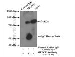 MEPCE Antibody in Immunoprecipitation (IP)