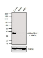 CD321 (F11R) Antibody in Western Blot (WB)