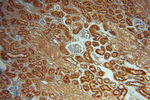 GALNS Antibody in Immunohistochemistry (Paraffin) (IHC (P))