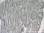 ZAK Antibody in Immunohistochemistry (Paraffin) (IHC (P))