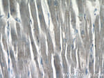 ZAK Antibody in Immunohistochemistry (Paraffin) (IHC (P))