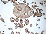 ZAK Antibody in Immunohistochemistry (Paraffin) (IHC (P))