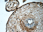 ZAK Antibody in Immunohistochemistry (Paraffin) (IHC (P))