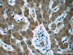 ZAK Antibody in Immunohistochemistry (Paraffin) (IHC (P))