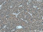 ZAK Antibody in Immunohistochemistry (Paraffin) (IHC (P))