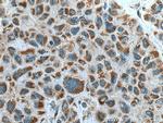 ZAK Antibody in Immunohistochemistry (Paraffin) (IHC (P))