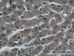 OAS1 Antibody in Immunohistochemistry (Paraffin) (IHC (P))