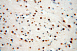 RBM8A/Y14 Antibody in Immunohistochemistry (Paraffin) (IHC (P))