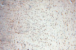 RBM8A/Y14 Antibody in Immunohistochemistry (Paraffin) (IHC (P))