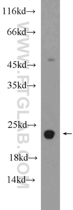 RBM8A/Y14 Antibody in Western Blot (WB)