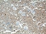 SLC25A39 Antibody in Immunohistochemistry (Paraffin) (IHC (P))