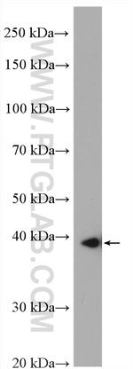 SLC25A39 Antibody in Western Blot (WB)