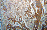 DDAH2 Antibody in Immunohistochemistry (Paraffin) (IHC (P))