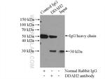 DDAH2 Antibody in Immunoprecipitation (IP)