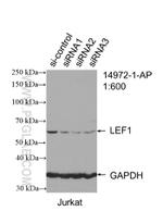 LEF1 Antibody in Western Blot (WB)