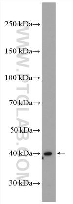 LEF1 Antibody in Western Blot (WB)