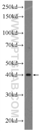 LEF1 Antibody in Western Blot (WB)