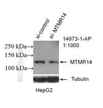 MTMR14 Antibody in Western Blot (WB)