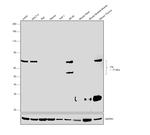 ITK Antibody in Western Blot (WB)