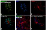 Musashi-1 Antibody in Immunocytochemistry (ICC/IF)