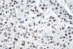 METTL1 Antibody in Immunohistochemistry (Paraffin) (IHC (P))