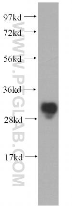 METTL1 Antibody in Western Blot (WB)