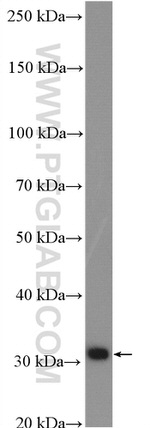 METTL1 Antibody in Western Blot (WB)