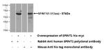 HAI-1 Antibody in Western Blot (WB)