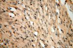 SMOX Antibody in Immunohistochemistry (Paraffin) (IHC (P))