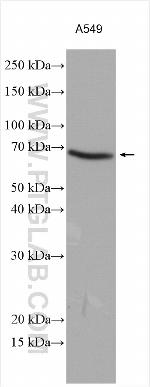 SMOX Antibody in Western Blot (WB)