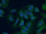 RPL38 Antibody in Immunocytochemistry (ICC/IF)