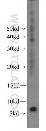 RPL38 Antibody in Western Blot (WB)