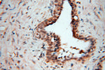 EXOSC3 Antibody in Immunohistochemistry (Paraffin) (IHC (P))