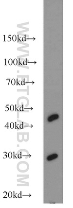 NDUFS3 Polyclonal Antibody (15066-1-AP)