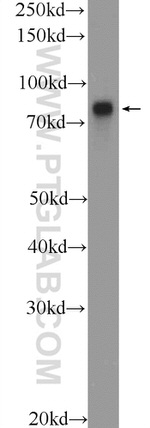 TARS2 Antibody in Western Blot (WB)