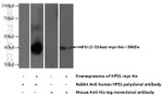 HPS1 Antibody in Western Blot (WB)