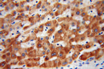 MGAT1 Antibody in Immunohistochemistry (Paraffin) (IHC (P))