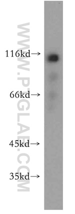 CAPRIN1 Antibody in Western Blot (WB)