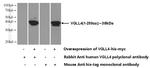 VGLL4 Antibody in Western Blot (WB)