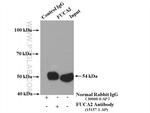 FUCA2 Antibody in Immunoprecipitation (IP)