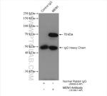 MEN1 Antibody in Immunoprecipitation (IP)