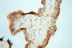 WDR18 Antibody in Immunohistochemistry (Paraffin) (IHC (P))