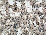 WDR18 Antibody in Immunohistochemistry (Paraffin) (IHC (P))