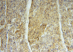 MRPS34 Antibody in Immunohistochemistry (Paraffin) (IHC (P))