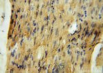 MRPS34 Antibody in Immunohistochemistry (Paraffin) (IHC (P))