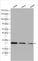 MRPS34 Antibody in Western Blot (WB)