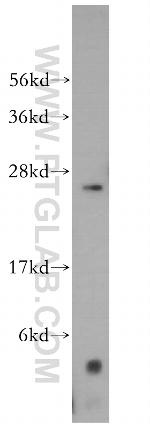 MRPS34 Antibody in Western Blot (WB)