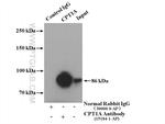 CPT1A Antibody in Immunoprecipitation (IP)