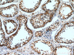 DCXR Antibody in Immunohistochemistry (Paraffin) (IHC (P))